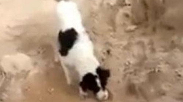 Megrázó videó! Eltemette halott társát a kutya