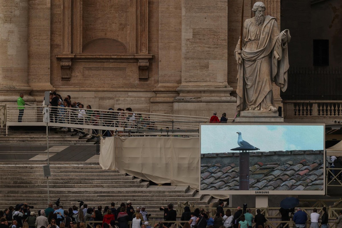 Seagull on the roof of the Sistine Chapel. Hit of the Vatican Transmission