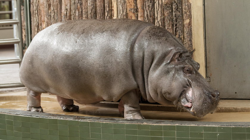 Chorzów. Brakuje hipopotamów w ogrodzie zoologicznym
