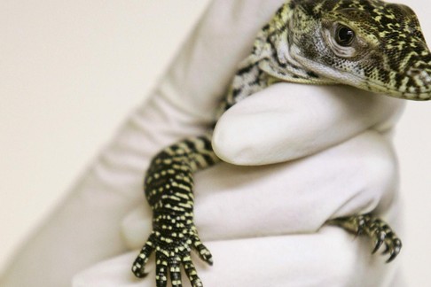 Baby Komodo dragon held by keeper after hatching at Chester Zoo in Chester