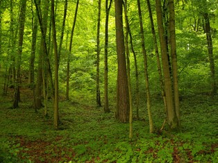 Unijne miliardy na wsparcie polskiej przyrody