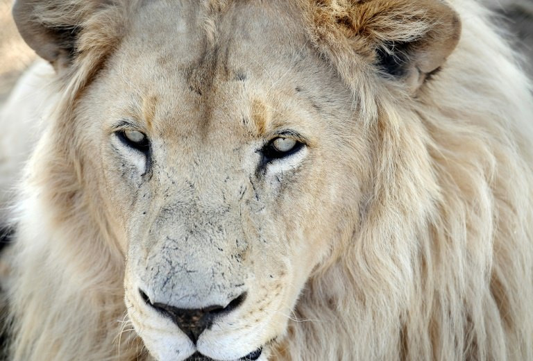 Kruger National Park, which borders Zimbabwe and Mozambique, is home to about 1,500 lions