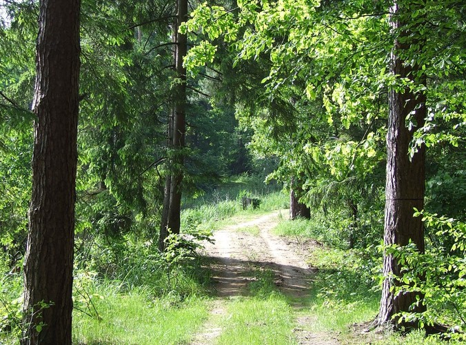 Uroki Puszczy Białowieskiej © www.tydecydujesz.orgFot. Jacek Winiarski