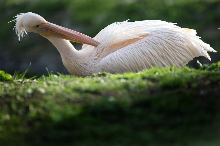 ptak,zoo, warszawski ogród zoologiczny