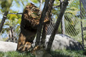 Chile: zoo zaszczepiło wielkie koty i orangutana przeciwko COVID-19