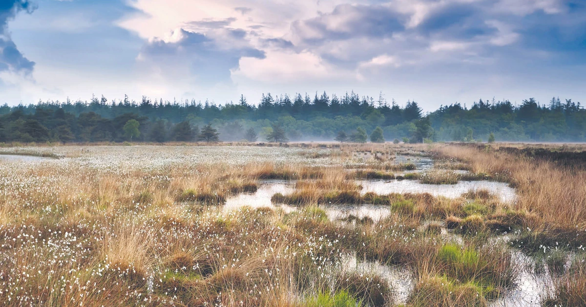 Jak zatrzymać emisje z torfowisk? Prosta zmiana może zamienić pola w pochłaniacze CO2