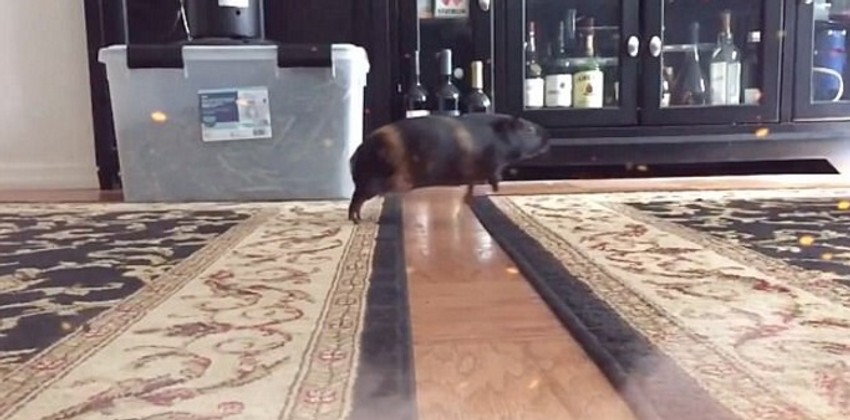 Zamorci ne smeju da dotaknu parket, kao da će ih opeći