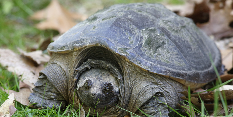 Skąd w Polsce wziął się żółw jaszczurowaty? Wielki przemyt lat 90.
