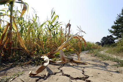 Minister rolnictwa: szacowanie strat po suszy jest teraz najważniejsze. Komisje mają zostać powołane w ciągu tygodnia