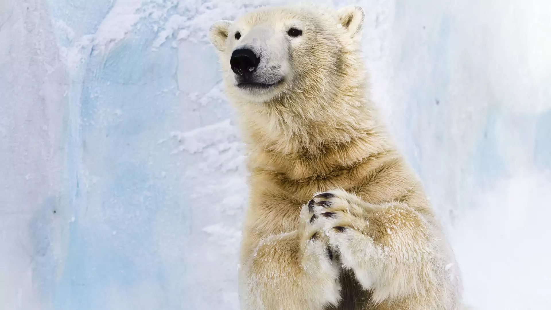 Nawet niedźwiedzie polarne obchodzą walentynki. Jakie dostają prezenty? Sprawdź tutaj