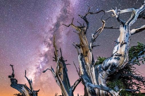 Ancient Bristlecone Pine Forest at night