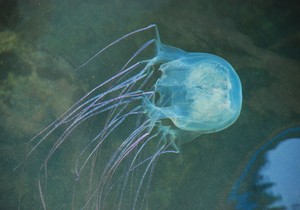 Morska osa meduza