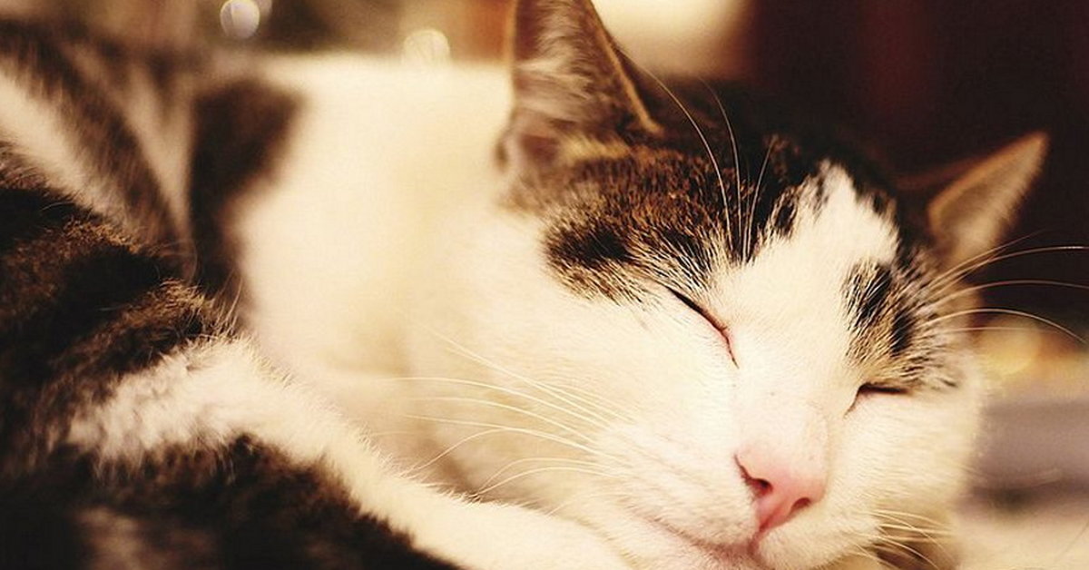 Scientists have succeeded in solving the mystery of the distinctive purr of cats