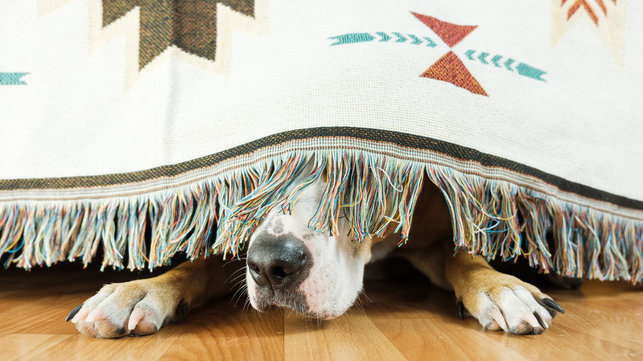 Niektóre psy panicznie boją się burzy - Photoboyko/stock.adobe.com