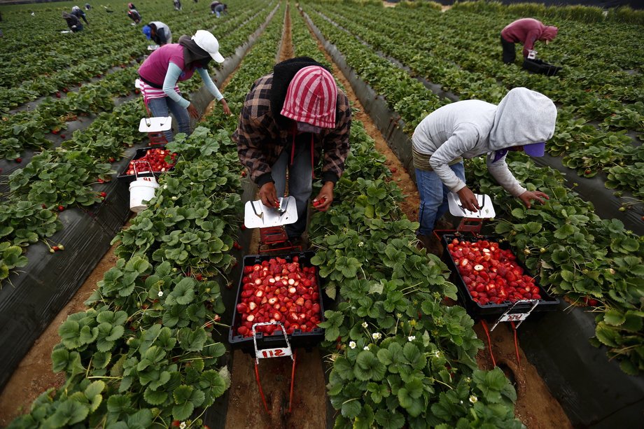 Fruit pickers harvest strawberries at a farm in California.