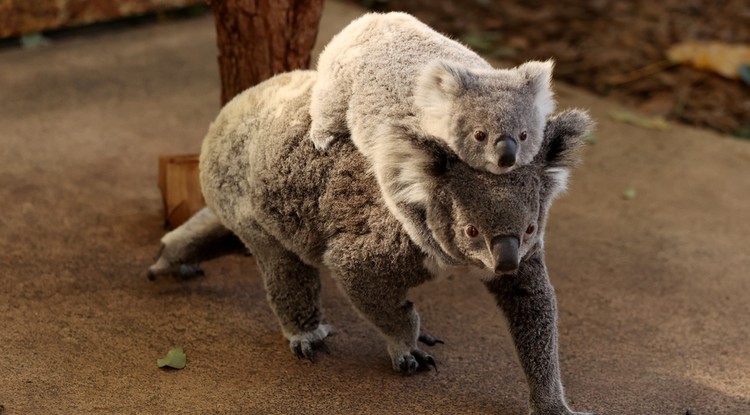 Koala