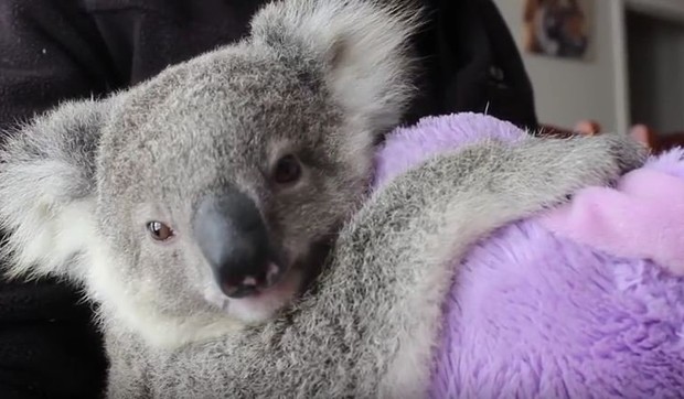 668779_koala-foto-youtube-symbio-wildlife-park