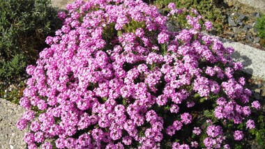 ten kwiat urośnie nawet na nieurodzajnej glebie i żwirze. posadź go w ogrodzie, a zakwitnie mnóstwo różowych obłoków