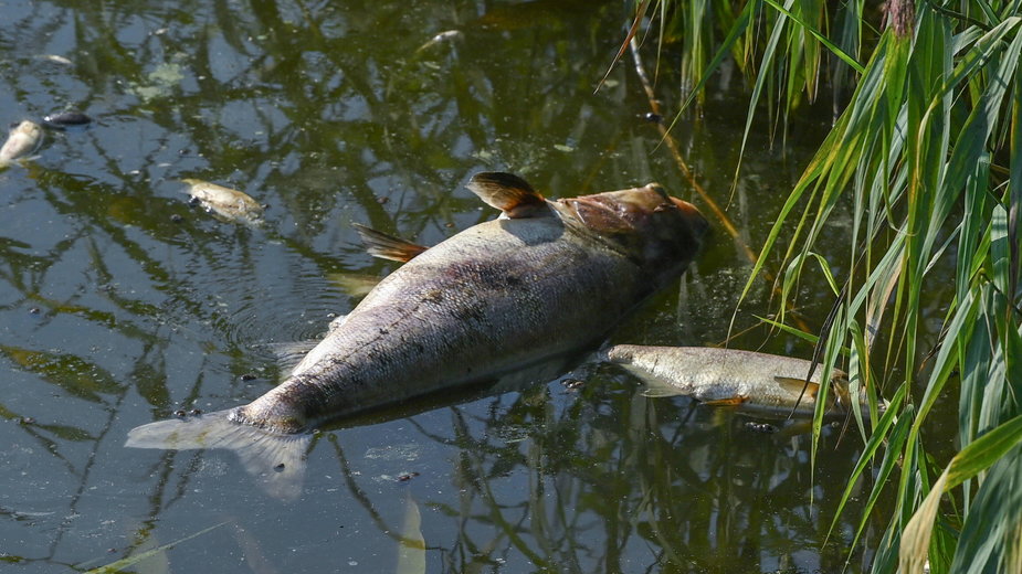 Śnięte ryby odkryto w jeziorze w Berlinie