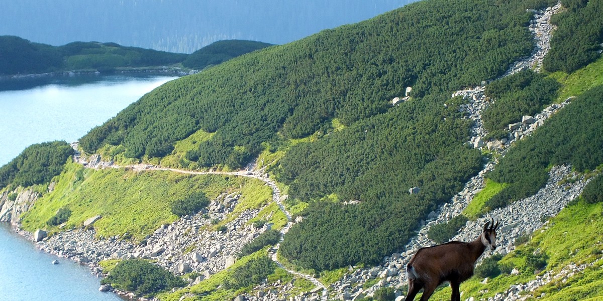 kozica tatry