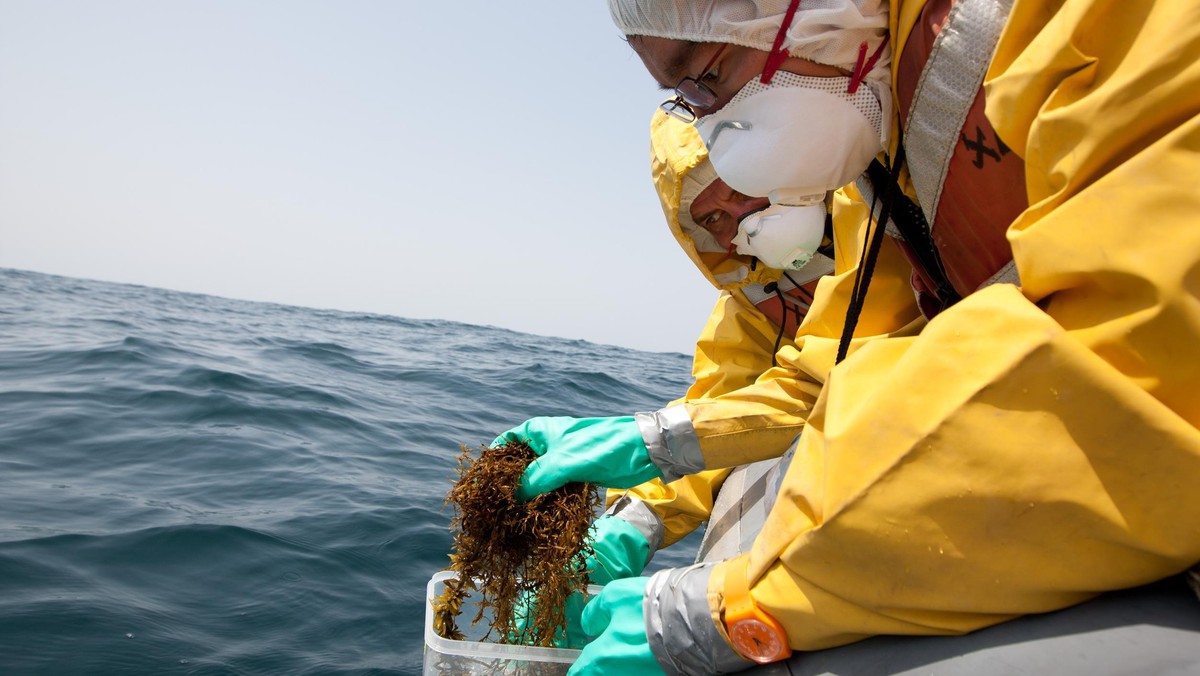 W wodorostach morskich, zebranych w pobliżu japońskiej elektrowni atomowej Fukushima I, uszkodzonej przez trzęsienie ziemi i tsunami 11 marca, stwierdzono znacznie podwyższony poziom promieniowania - poinformował dzisiaj Greenpeace.