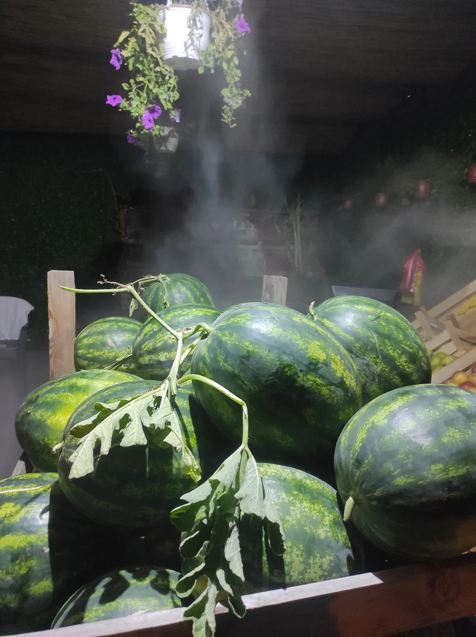 Ponuda iz Darkove piljare