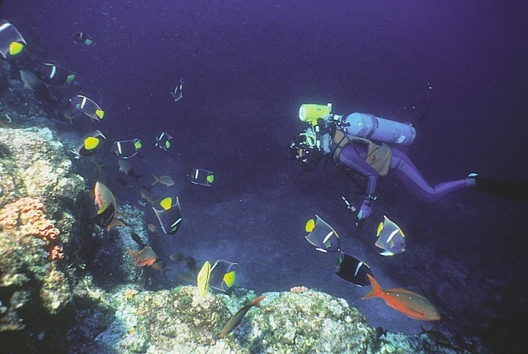 Riwiera Majów jest jednym z najpiękniejszych miejsc do nurkowania
