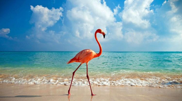 Álommunka a Bahamákon? Vigyázz flamingókra!