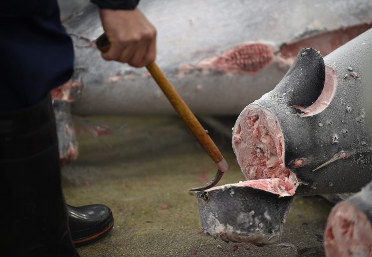 Rekordowych rozmiarów okaz wylicytował Kiyoshi Kimura pierwszego dnia aukcji po noworocznej przerwie na słynnym tokijskim rynku ryb i owoców morza Tsukiji.