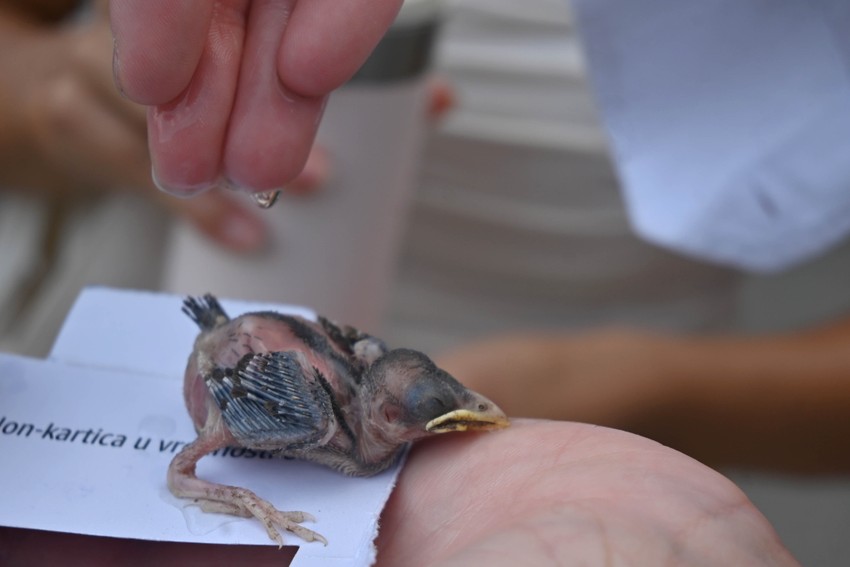 Beograđanka pronašla ranenjog ptića