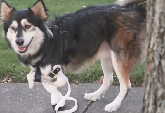 Pierwszy spacer psa-inwalidy z protezami nóg wydrukowanych w drukarce 3D