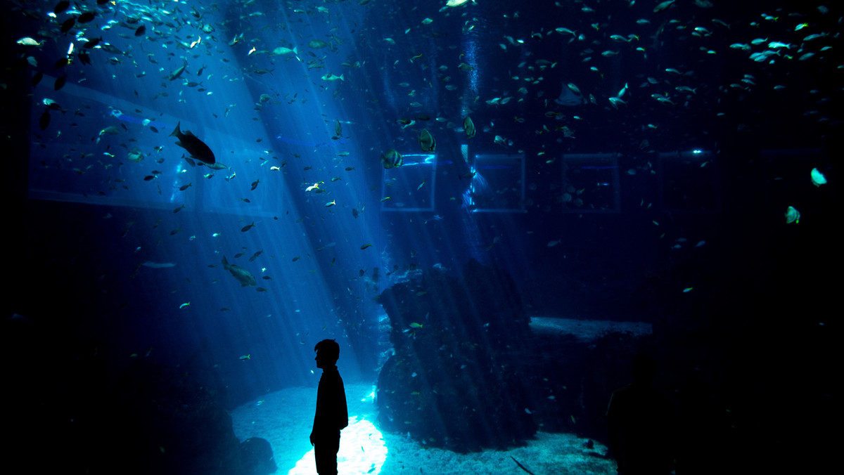 Singapur, Marine Life Park