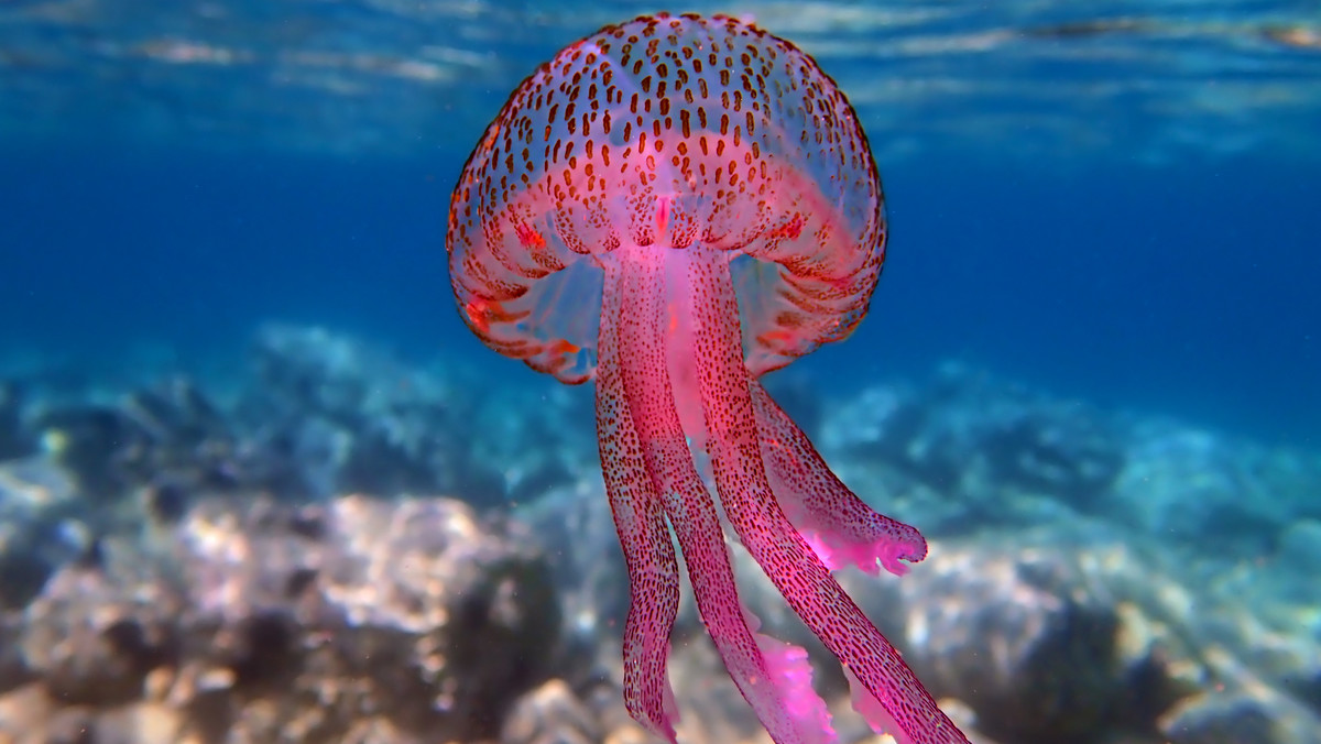 Niebezpieczne meduzy terroryzują turystów w Chorwacji