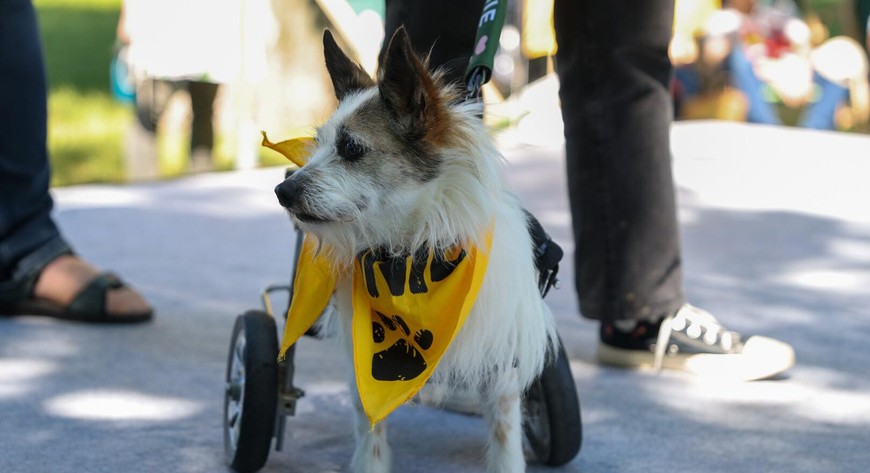wsparcie dla podopiecznych karkowskiego Towarzystaw Opieki nad Zwierzętami