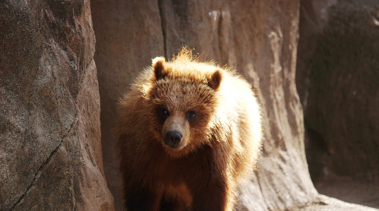 Medvét észleltek a Dunakanyar közelében /Illusztráció: Northfoto