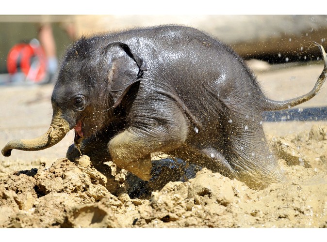 Ten słonik przyszedł na świat 6 maja w ogrodzie zoologicznym w Monachium