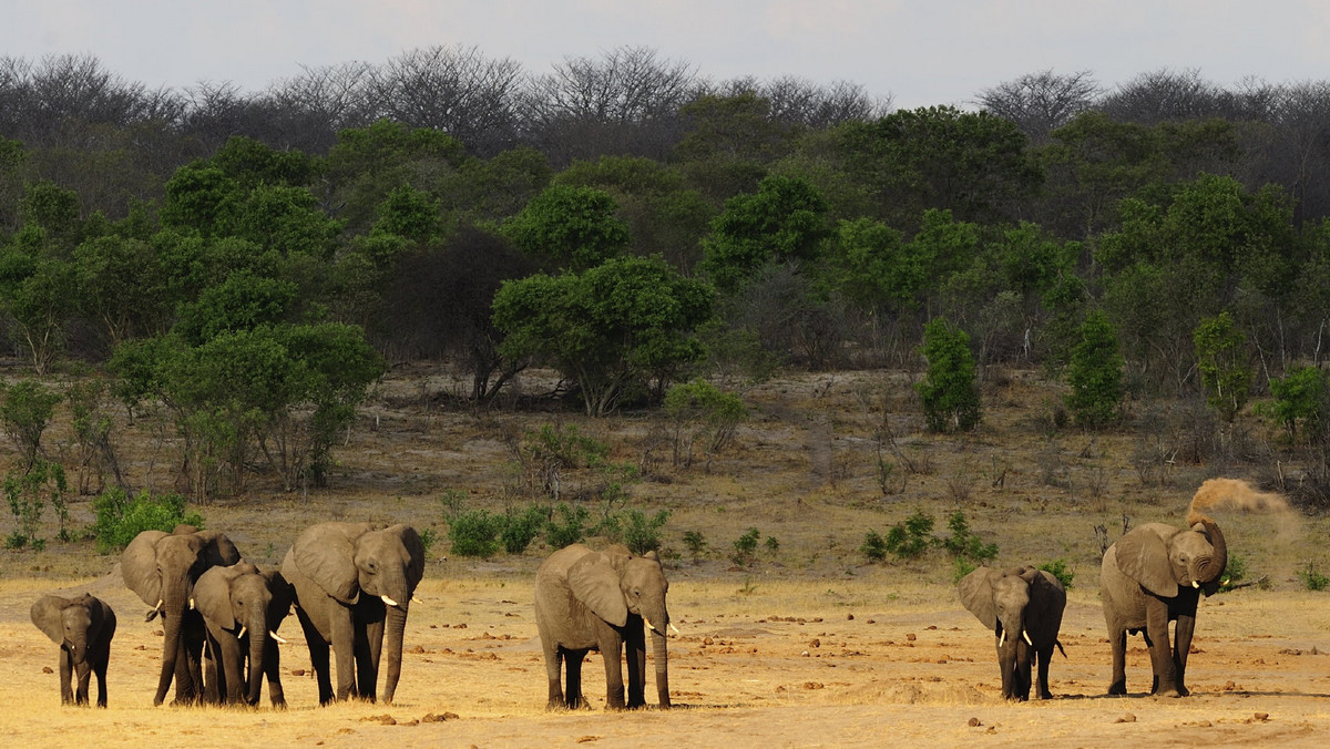 Czternaście słoni zostało otrutych cyjankiem przez kłusowników na terenie dwóch parków narodowych w Zimbabwe - poinformowały miejscowe władze. Trwają poszukiwania sprawców.