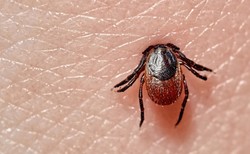 Co roku diagnozuje się boreliozę u 20 tys. Polaków. Czy jest szansa na szczepionkę?