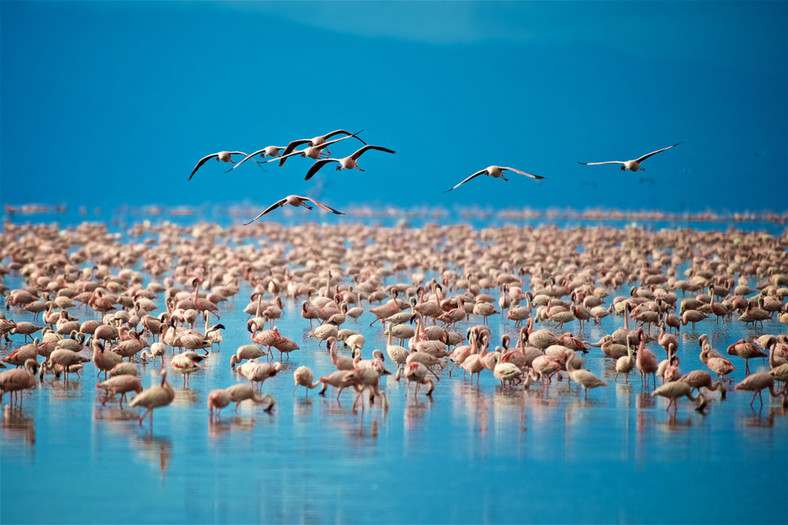 Flamingi na jeziorze Manyara, Tanzania