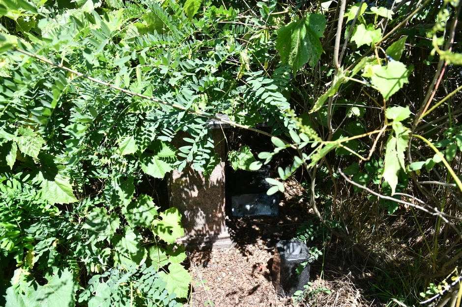 Jelena Marjanović  zarasla spomen ploča