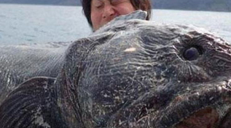Döbbenet! Kétméteres tengeri szörnyet fogtak Fukushimánál