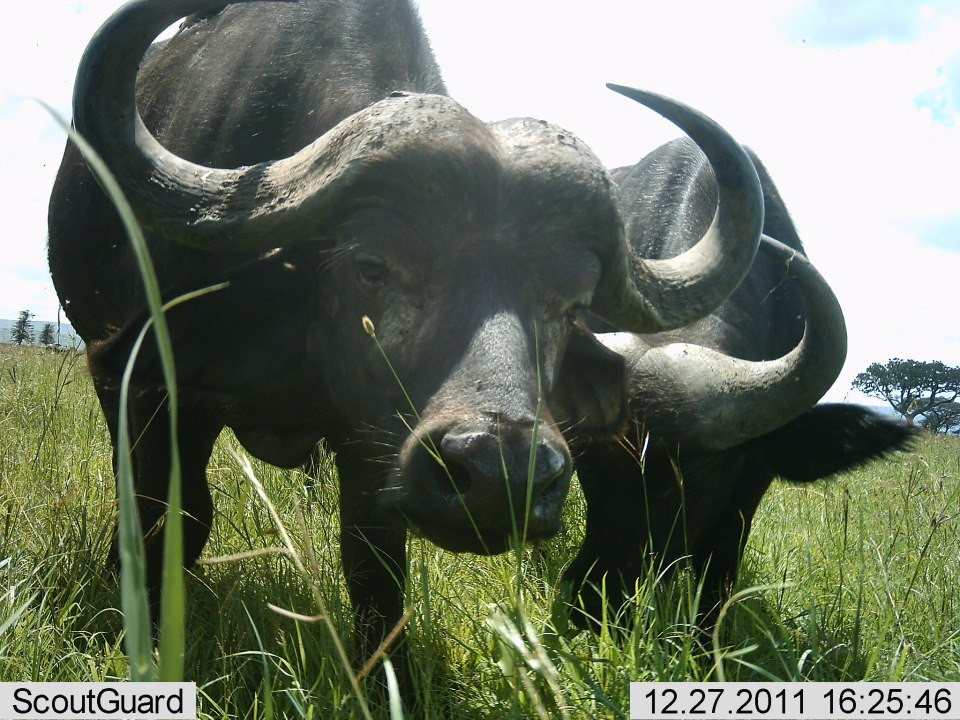 Tanzania - Park Narodowy Serengeti - bezkrwawe pułapki