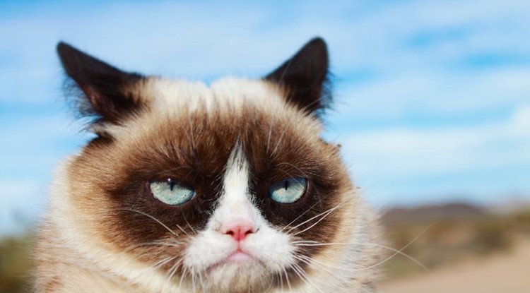 Grumpy Cat