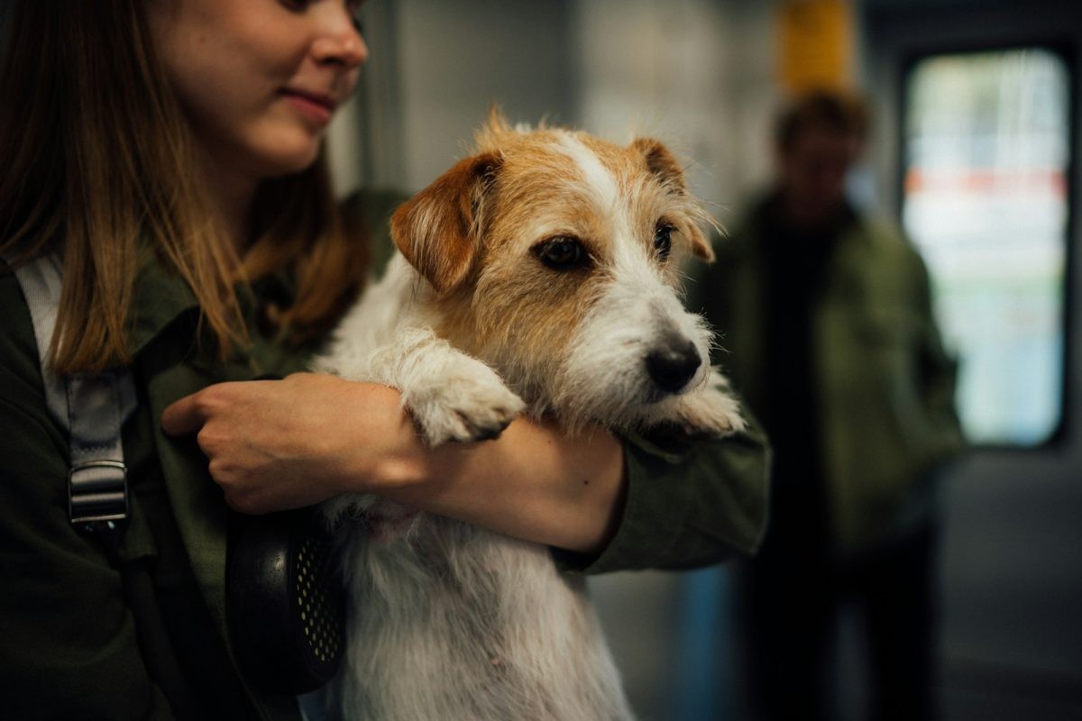 Jack Russell terriér.