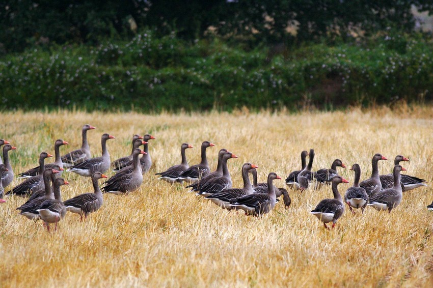 Divlje guske na Dunavu