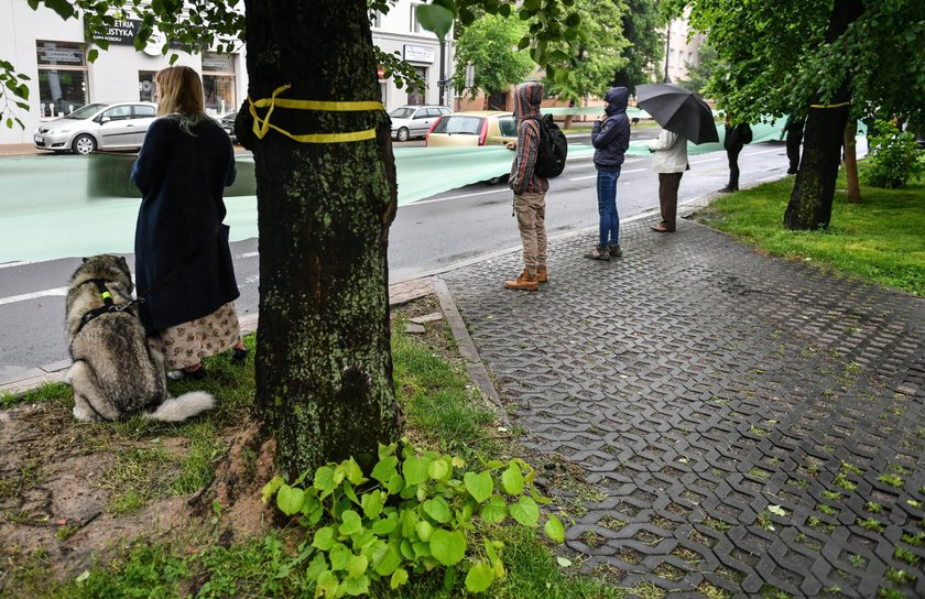 Drzewa znikną z Lipowej?