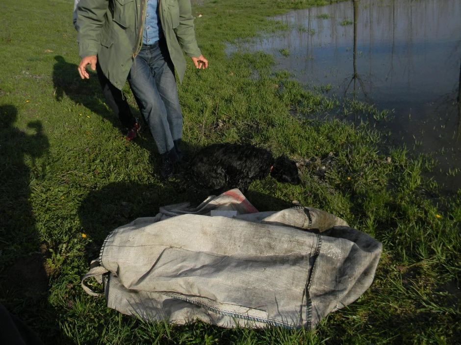 Šokirani građani oslobodili su psa koji je bio preplašen