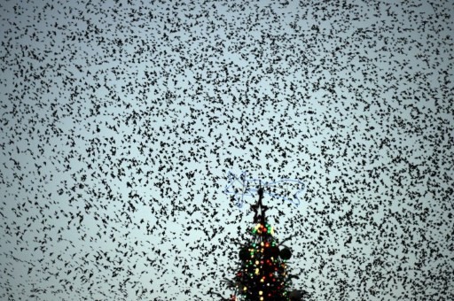 ITALY-ROME-BIRDS-STARLINGS