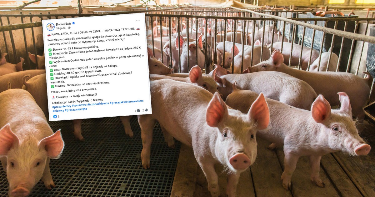 Kuszą pracą przy świniach w Niemczech. "Kawalerka, obiad i stary Golf"