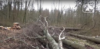 Polskie władze zapłacą za wycinkę Puszczy Białowieskiej? Mamy odpowiedź Lasów Państwowych